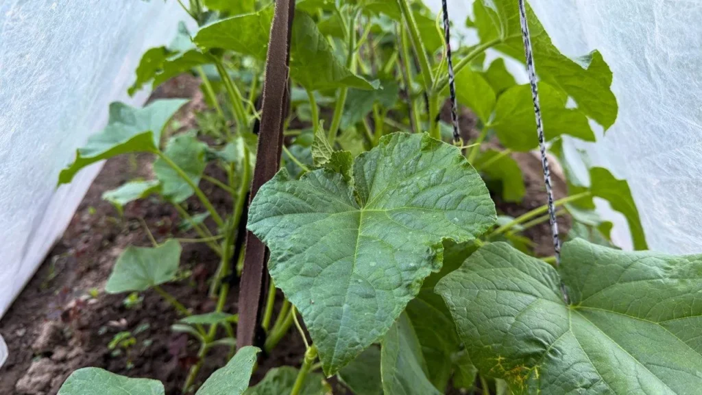 Не выбрасывайте горькие огурцы: простой способ вернуть им вкус за пару часов в Долгопрудном